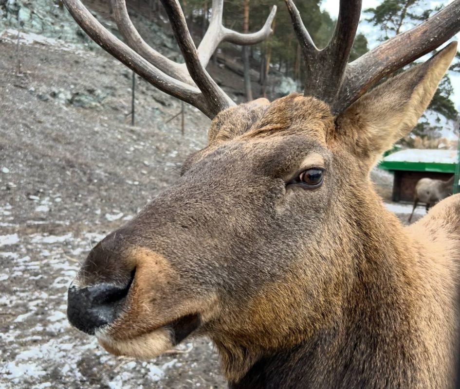 Прокуратура Молчановского района Томской области направила в суд уголовное дело о незаконной охоте на лосей