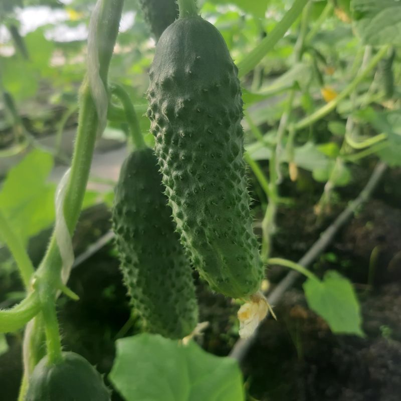 ��� �� ����� ������� ������ �������: ����������� � ����������� ������ ������