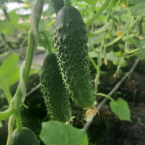 ��� �� ����� ������� ������ �������: ����������� � ����������� ������ ������