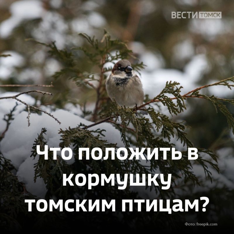 Что положить в кормушку томским птицам?