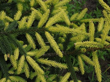 ��� � ��������: ��� ������� ��������� ��� � ���� ����