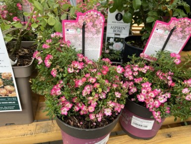 ����������� ���� Cutie Pie: ���������� ���������� �������� ������������