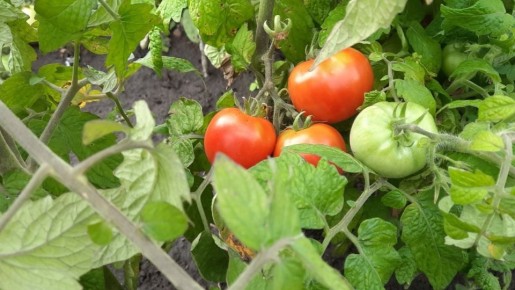 ��������: ������ ������ ��������� �������, ��� ������� �������������