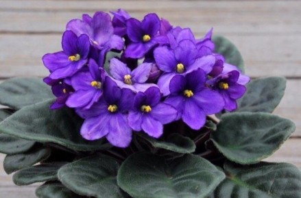 ������: ������� ������� ��������