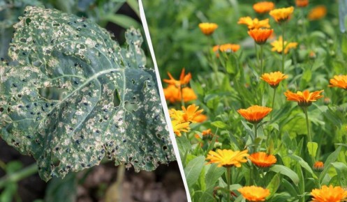 ���-������ � ������������� �������: ����������� ������ ��� ������ �������