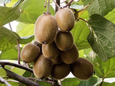 Киви с кожурой: новый тренд здоровья, который стоит попробовать