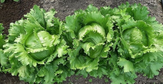 ���� � ����� ��� ����� �������: ������ ��� ��������