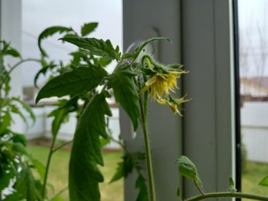 ��� ���������� ��������� �������� � ������������ ������������ �������