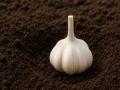 Как сохранить чеснок свежим зимой: секреты от дачников