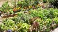 Секреты упорядочивания растений на огороде