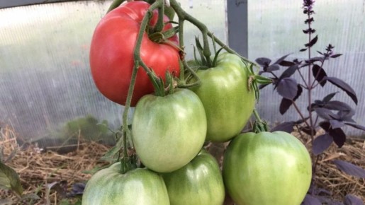 ���� ������ �������, ������� ��������� �������� � �� �������� � 2026 ����