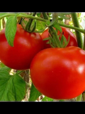 ����� ���������: ������������, ������ ������������ � ���������� ����