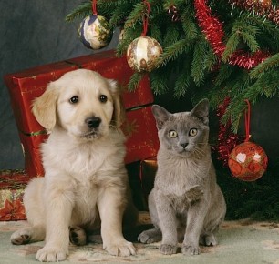 Наблюдение от хвоста: как простые привычки животных помогают жить проще