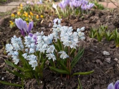 Пушкиния как две капли гармонии: выбор и сочетание сортов в саду