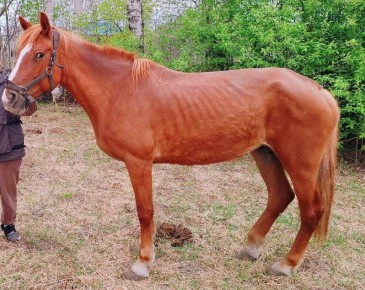 В Колпашевском районе Томской области вынесен приговор по уголовному делу об организации конных прогулок, не отвечающих требованиям безопасности