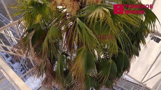 Самое время в эту потеплевшую пятницу посмотреть, как зацвела пальма
