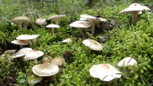 ������� �������� �� ������ �������: ������������ �� ���������� �������