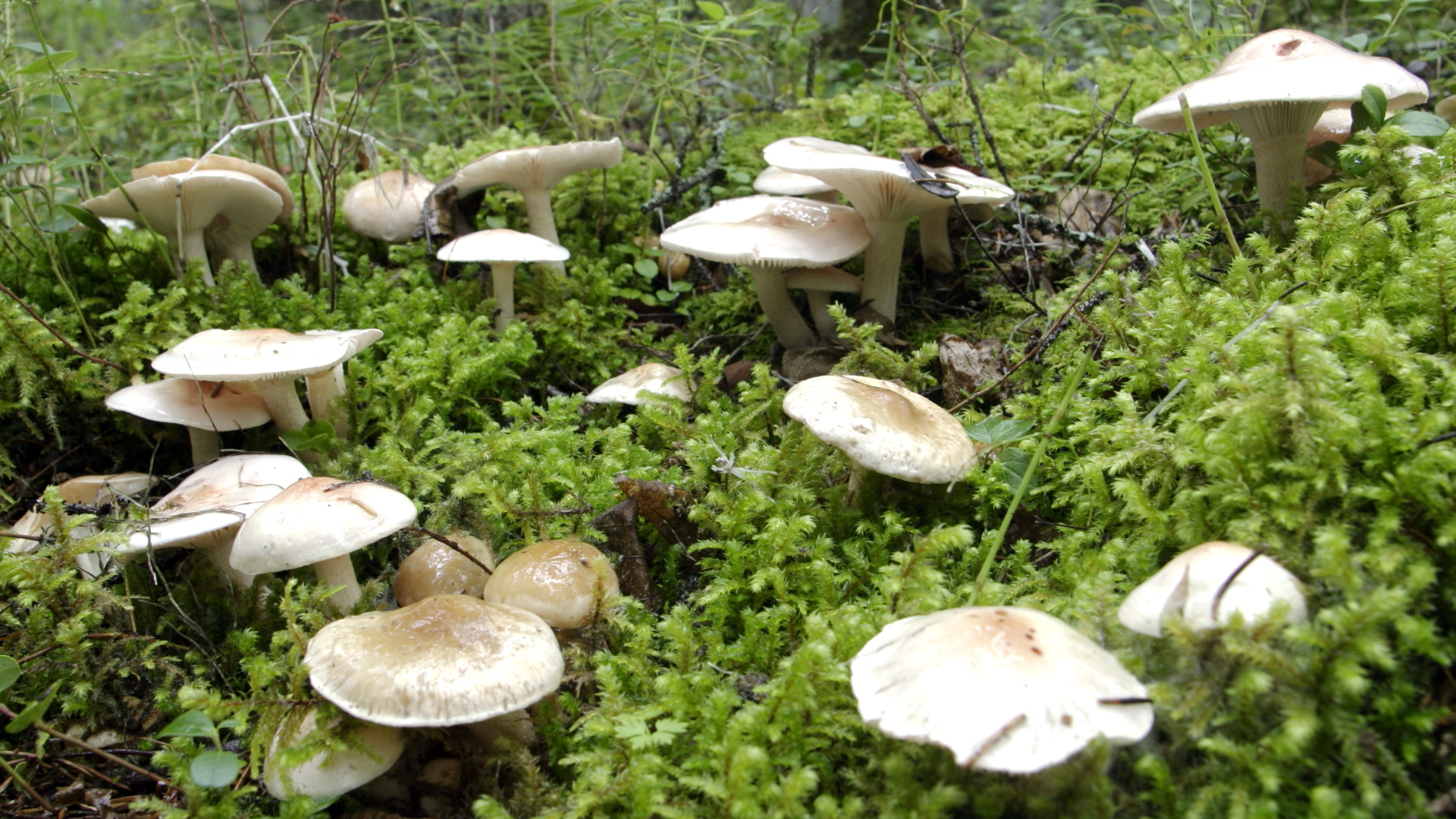 Создаем грибницу на дачном участке: рекомендации от известного биолога