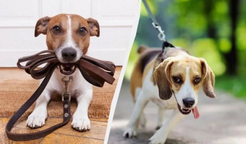 Как научить собаку не тянуть поводок на прогулке: советы и примеры