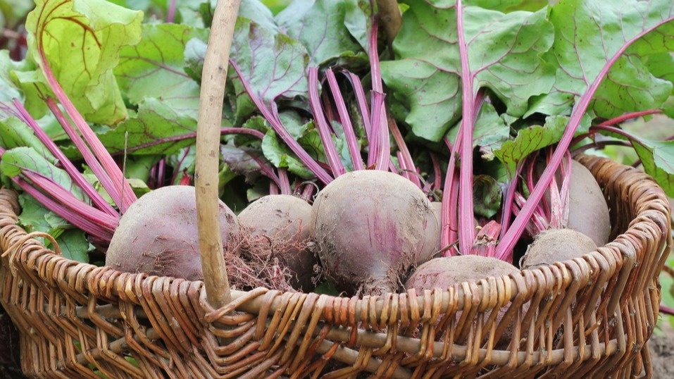 Как сохранить свеклу до весны: секреты успешного хранения от опытного фермера