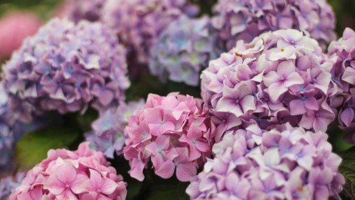 Эта процедура загубит все гортензии: вот чего нельзя делать с цветами осенью