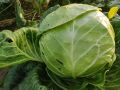 Капуста в вашем огороде: секреты для богатого урожая