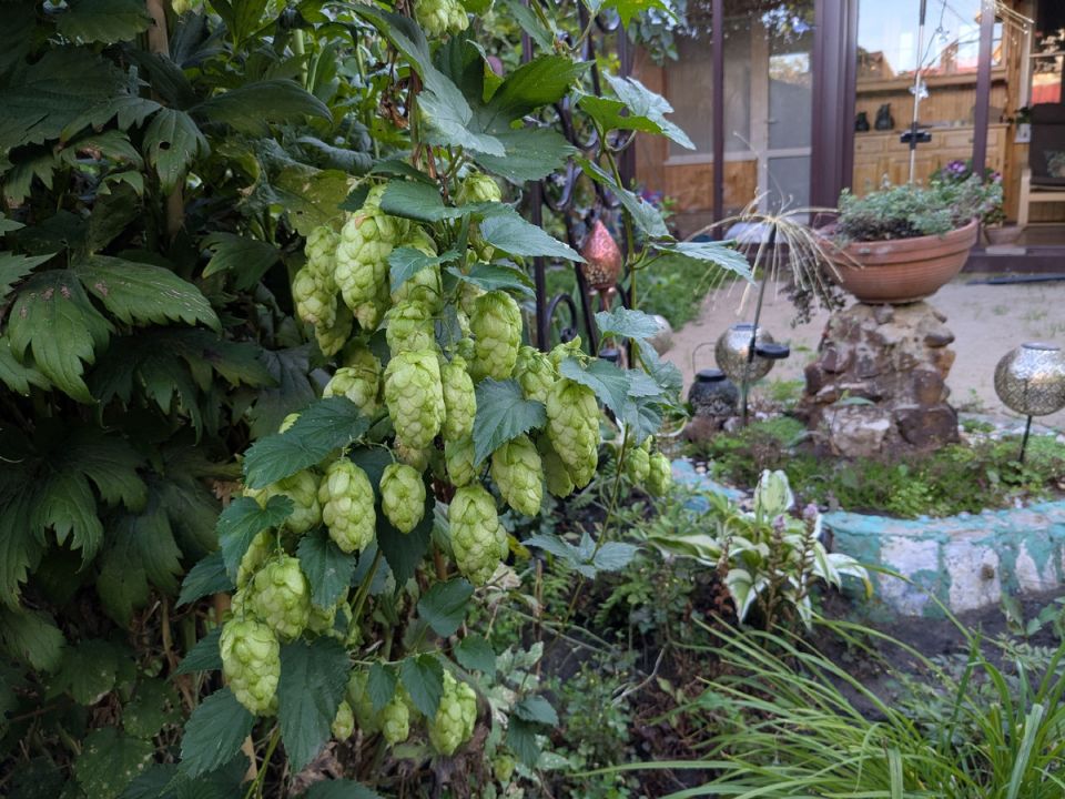 Сбор урожая на даче: как завершить сезон на парковке