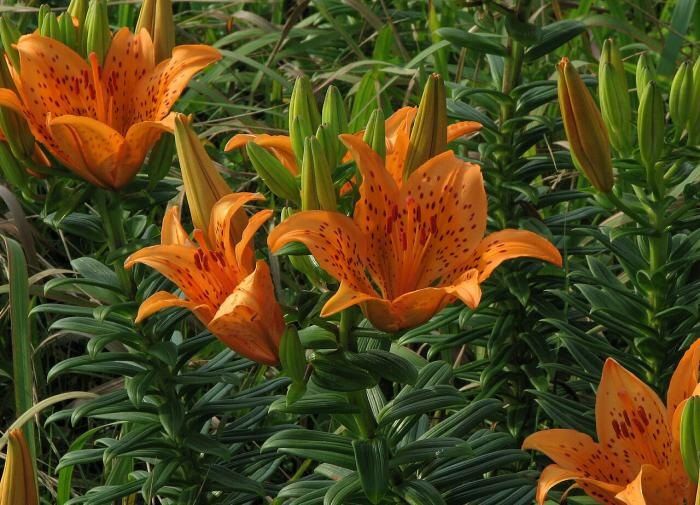 Как простое удаление тычинок может преобразить ваши лилии