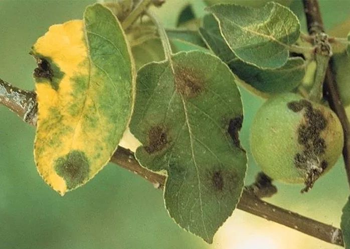 Осень в саду: как защитить будущий урожай от парши