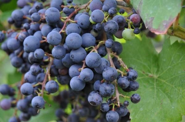 Фиолетовый ранний: Виноград, проверенный временем