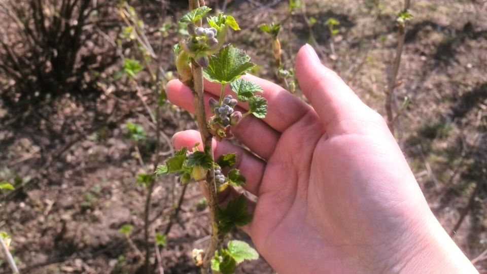 Как всего за 35 минут организовать идеальный урожай смородины