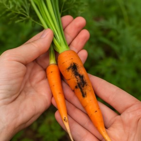 ��� ��������� ������ �������: ����������� � ���������� ������ ������ � �����������