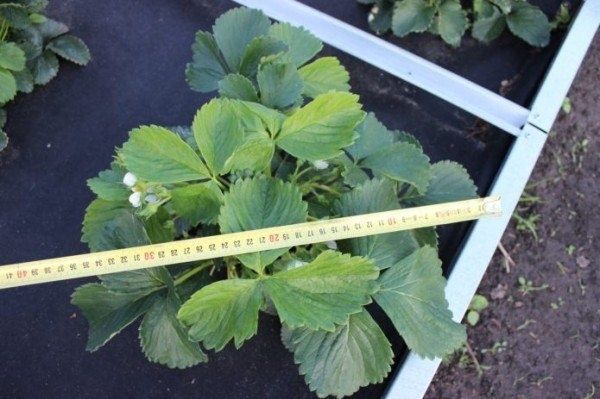 Клубника Царица: уникальный сорт, который покорил садоводов