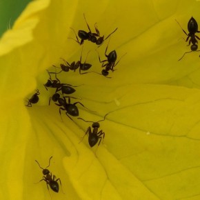 ������� �� �������: ��� ��� �������� ������ ������ �������