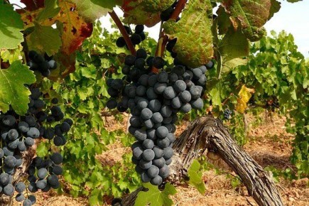 �������� �����: ������� �������� � ������� �����������