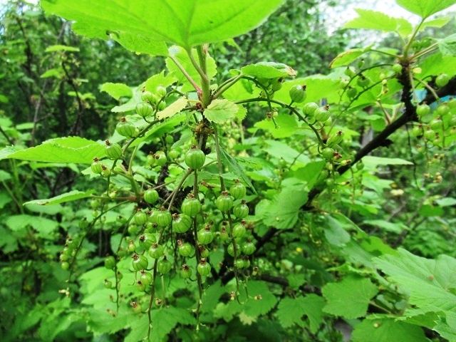 ��� ��������� �� ���������� ����� ��������: ������ ��� ������������� ������