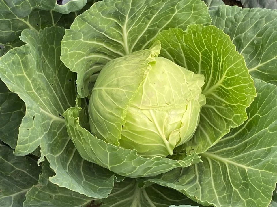 ����� ������ ������ ������� �� ����������: �������� � ��������� � �������