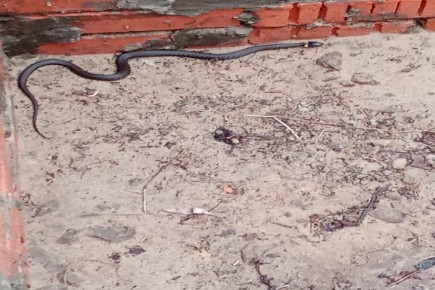 ���� ������ �� ����? ��� 4 ������ �� ����� � ������� �� ������