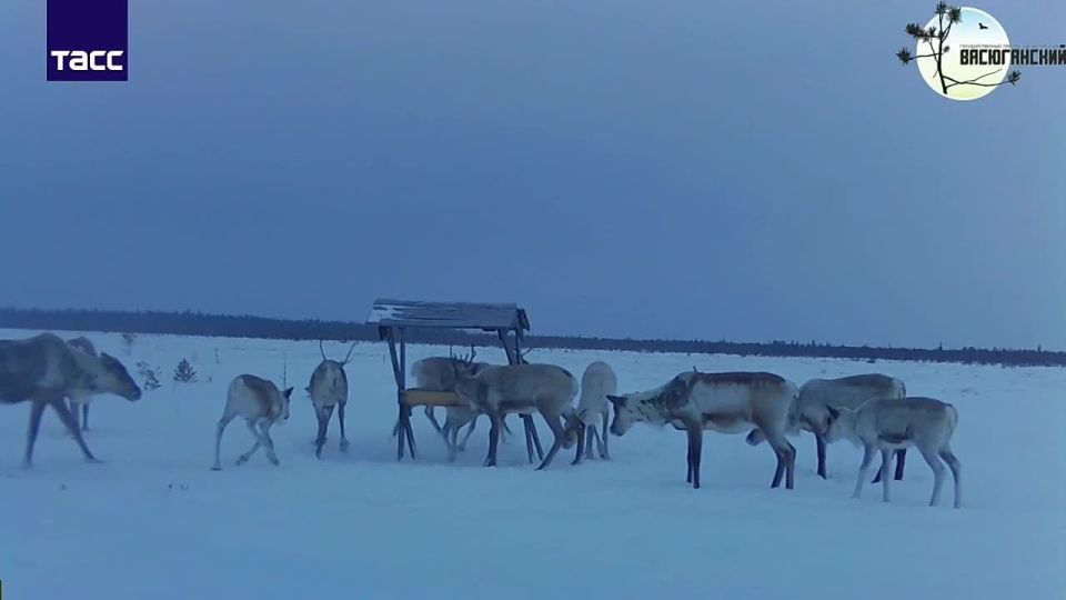 Северных оленей «поймали» в кадр фотоловушки на границе Томской и Новосибирской областей