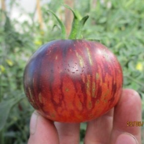 ����� ������� ������ �� ���-���-��-���������: ���������� ����� � ����������� ������