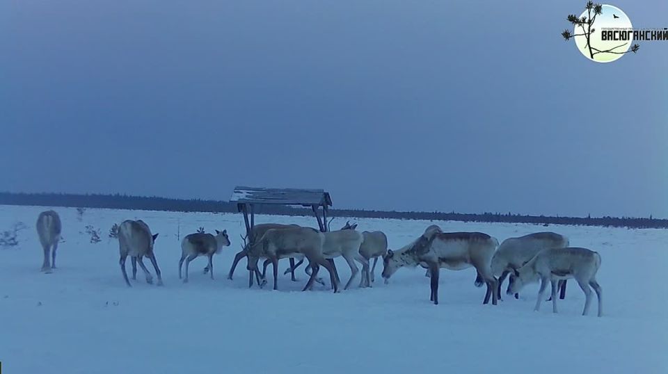 Одиннадцать северных оленей попали в объектив фотоловушки в заповеднике «Васюганский»
