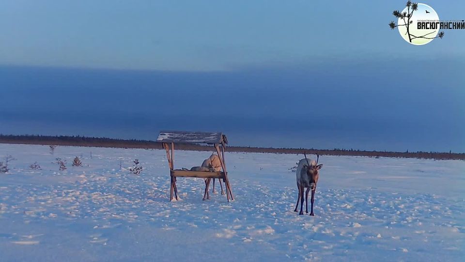 В заповеднике «Васюганский» фотоловушки вновь засняли северных оленей