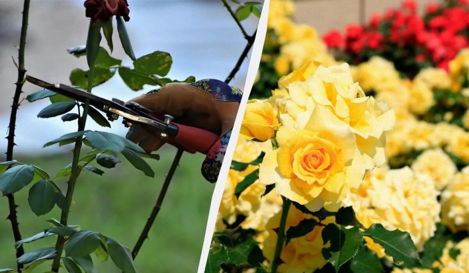 ��� ����������� ���� � ����: ������� �������� �����