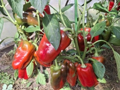 ��� ����������� ��������� ����� ��� �����: ������ � ������������