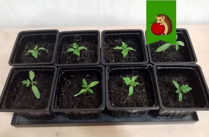 5 �������� �������, ������� ����� ��������� ����� ��������� �������