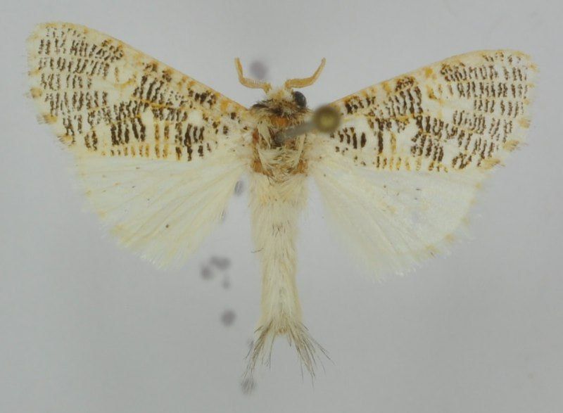 Ученые из РФ в составе международной экспедиции открыли три новых вида тропических бабочек из Юго-Восточной Азии, Африки и южной части Аравийского полуострова