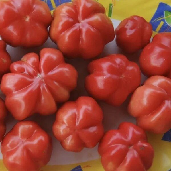 ����� ������: ������������ ����������� ���� ��� ������ �������