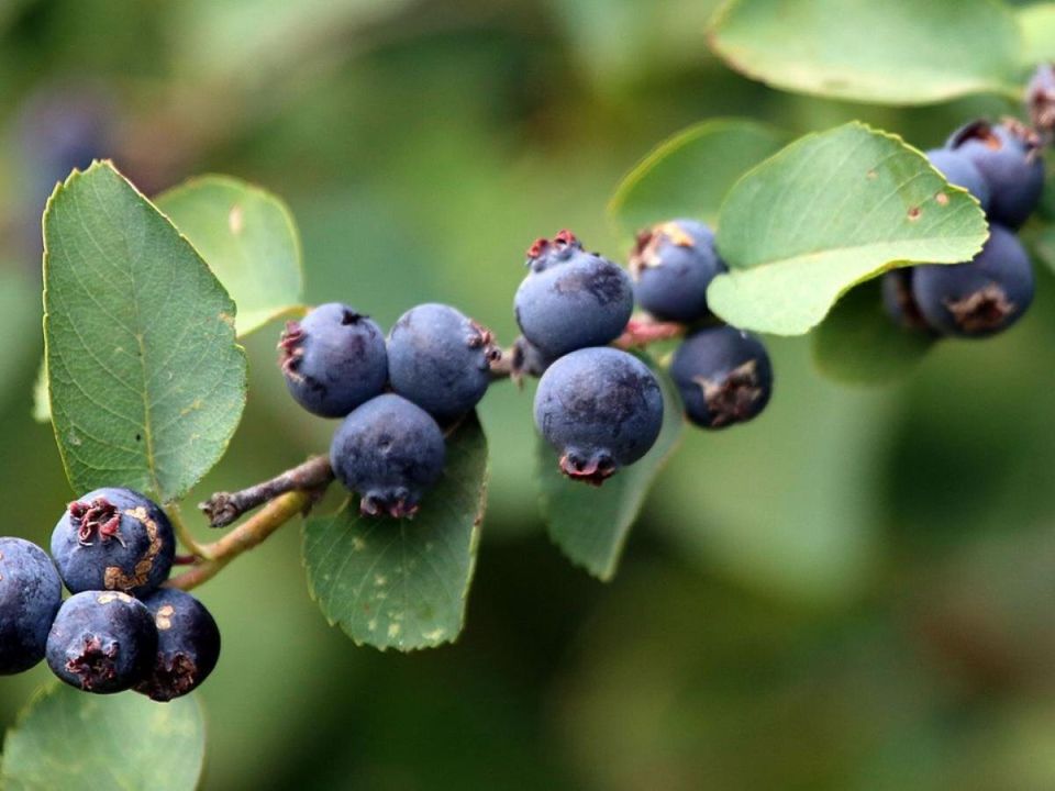 ����: ������� �����, ������� ����������� ������ �� �40�C