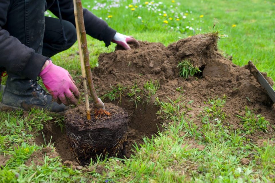 ��� ������� ��������� ����� ��� �������� ������� �������� � �����������