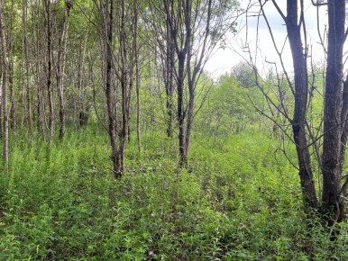 Грибное царство: Как ТВП влияет на урожай в 2026 году?